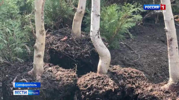 В Симферопольском Ботаническом саду имени Багрова высадили особые каштаны