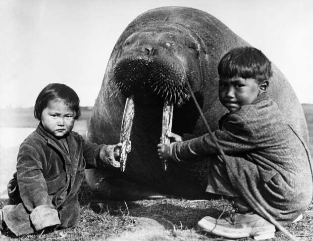 Зачем эскимосы делают со своими женами «ареодярекпут»?