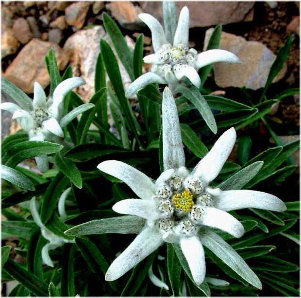 4278666_Leontopodiumalpinum (700x693, 370Kb)