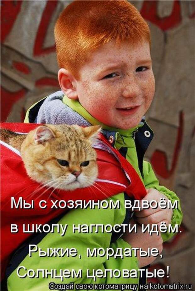 Лучшие котоматрицы недели (50 фото)