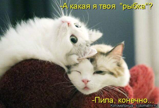 Котоматрица: -Пила, конечно... -А какая я твоя "рыбка"?