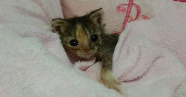 Эту «красоту» нашли возле мусорных баков, когда ей было всего лишь 2 дня! Что с ней было дальше… Смотрим