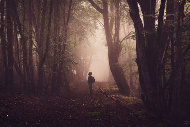 Dark foggy Forest by Alexander Schitschka on 500px.com
