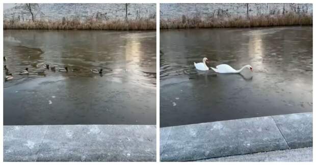 Отец-лебедь прокладывает путь через лёд для своей семьи