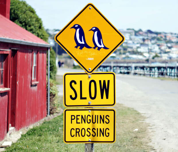 Slow-Penguins-Crossing