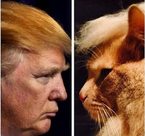 Почему Трампу нужно срочно завести котика? Почему Трампу нужно срочно завести котика? сша, белый дом, трамп
