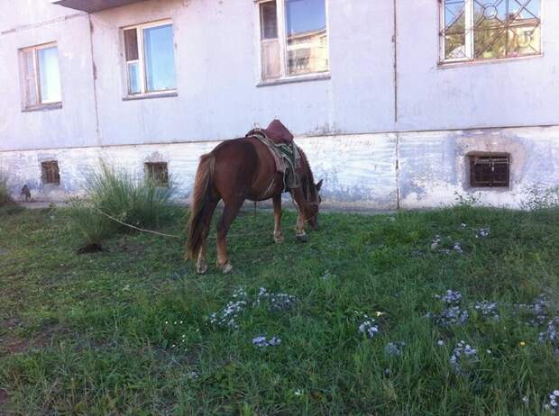 Жизнь в Монголии Монголия, хорошо там где нас нет, длиннопост