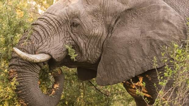 Почему у слонов хобот: объяснение для детей и советы родителям