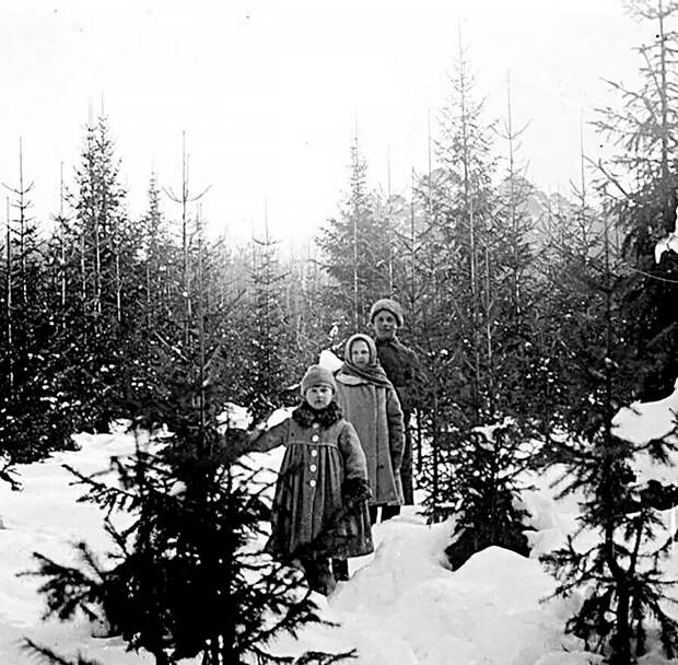 На еловой просеке, 1910-е. Иван Авдонин/МАММ/МДФ