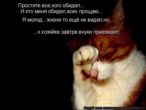 Лучшие котоматрицы недели (50 фото)