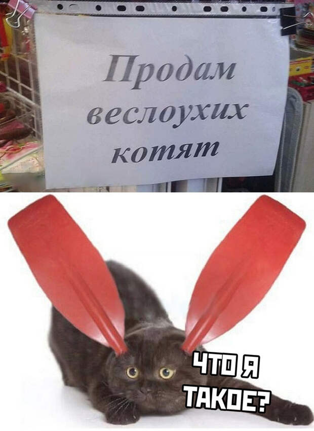 Смешные пикчи