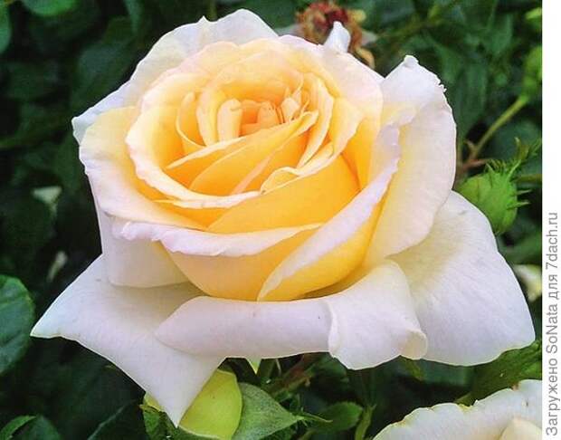 У Anastasia белые благоухающие цветки, кремово-желтые по центру