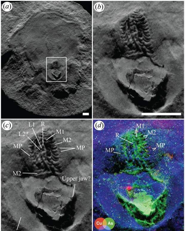 PRS: древнейшая в мире окаменелость осьминога никогда не была осьминогом
