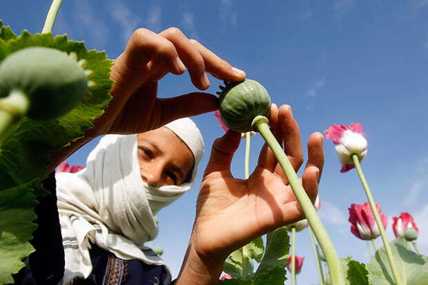 A boy works at a poppy field in Jalalabad province