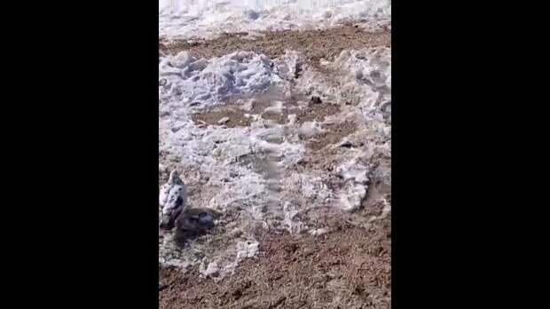 Video: com.bongasoft.addremovewatermark_0228.mp4