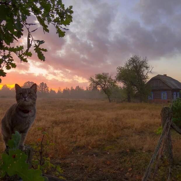 И кот, и вид рвут душу тем, кто провел свое детство в такой деревне И кот, и вид рвут душу тем, кто провел свое детство в такой деревне