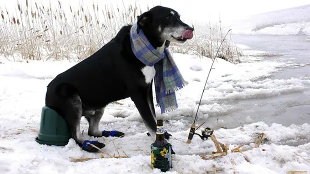 Чтобы не дать замерзнуть своему хозяину, собака тащила его за веревку 5 километров