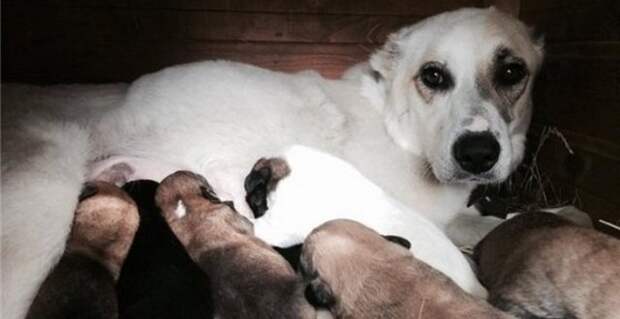 Кто-то оставил собаку в озере, привязав восемь щенков как груз