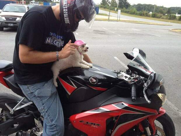 kartinok-veselyh-interesnyh-kartinki-smeshnye-kartinki-fotoprikoly kartinok-veselyh-interesnyh-kartinki-smeshnye-kartinki-fotoprikoly