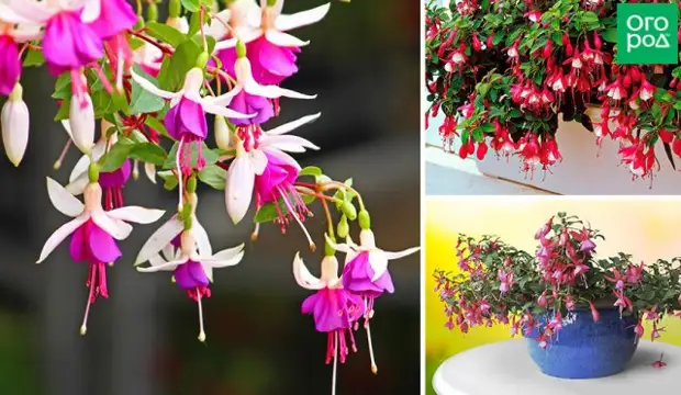 Что можно выращивать на северном балконе – лучшие теневыносливые растения