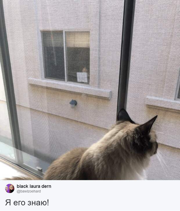 Хозяйка Тео нашла девушку в соцсетях и показала, как эта ситуация выглядит из её окна животные, знакомство, кот, переписка, умора, юмор