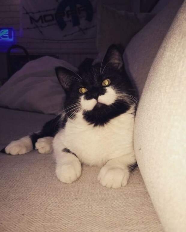 Кошки с причудливым окрасом шерсти коты, кошки, прикольный окрас кошек.