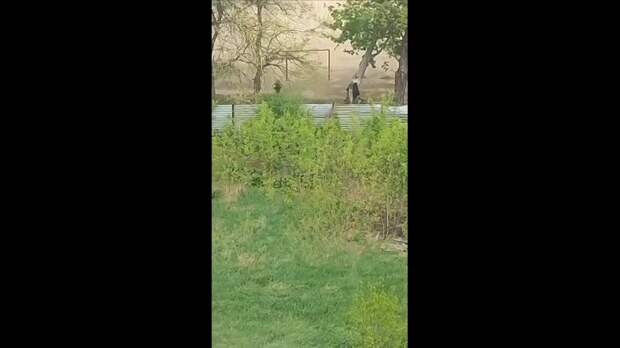 Video: video (3).mp4
