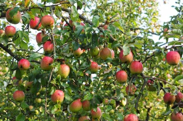 Если две яблони растут слишком близко, придётся самостоятельно подрезать из ветки, чтобы они не мешали друг другу.