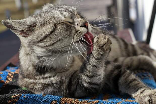 Ученые из Бразилии обнаружили третий вид тигровых кошек