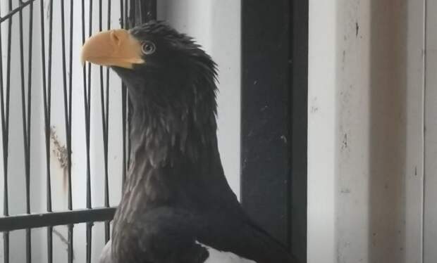 Белоплечего орлана спасли в Нижнем Новгороде