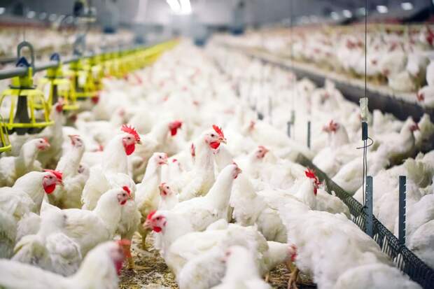 Рассмотрим основания для роста цен на яйца и мясо птицы