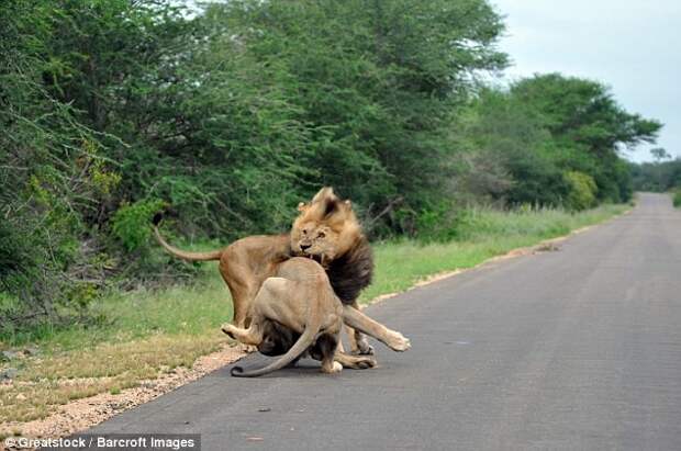 Выплеск агрессии и громкое рычание львов произвели на фотографа неизгладимое впечатление  лев, схватка, юар
