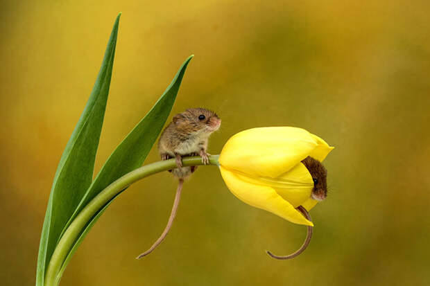 cute-harvest-mice-in-tulips-miles-herbert-1-5ad097c50fd1a__700.jpg cute-harvest-mice-in-tulips-miles-herbert-1-5ad097c50fd1a__700.jpg
