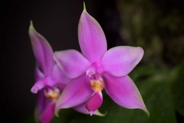 орхидеи с приятным сильным запахом