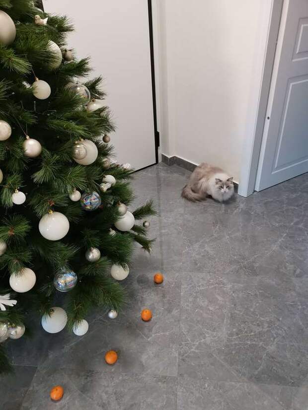 Как спасти новогоднюю елку от покушений кошек: изящный и праздничный способ!