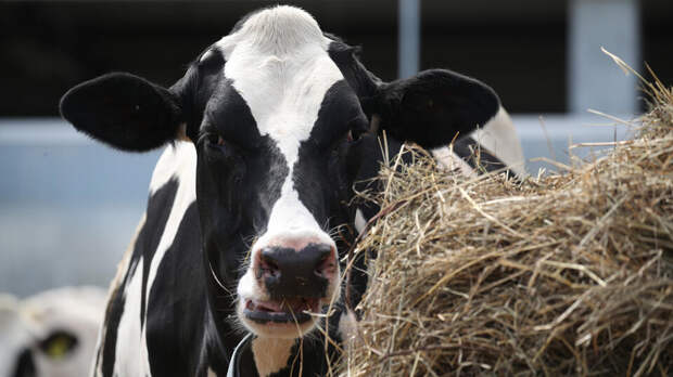 Россельхознадзор сообщил о скором завершении борьбы с пастереллезом