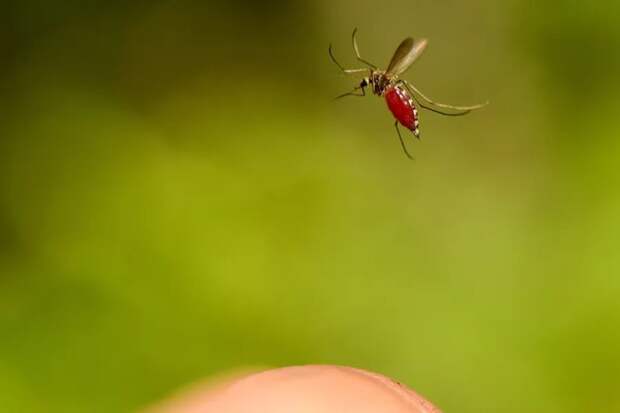 8. Комары могут ощущать запах своей еды на расстоянии до 50 метров. В поисках еды они могут преодолевать до 64 километров за раз.  животные, интересно знать, факты
