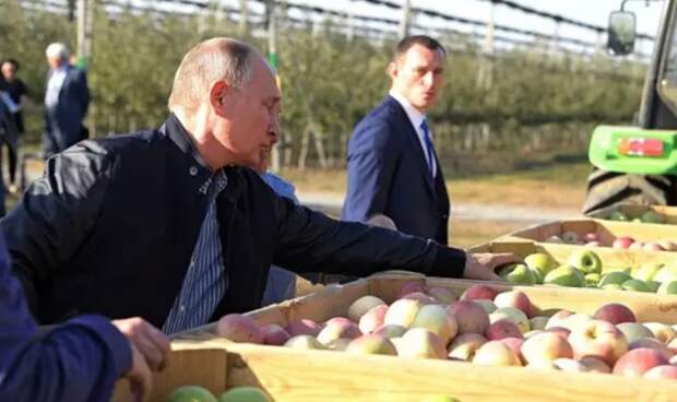 Польские фермеры в растерянности: Россия может подвинуть их с яблочного рынка