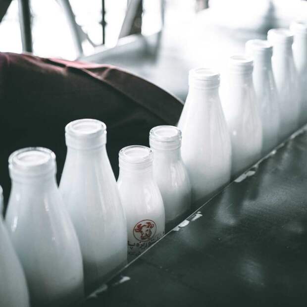 Тест в виде пластыря на упаковках молочных продуктов поможет выявить бактерии еще до покупки