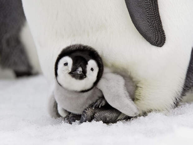 Emperor-Penguin