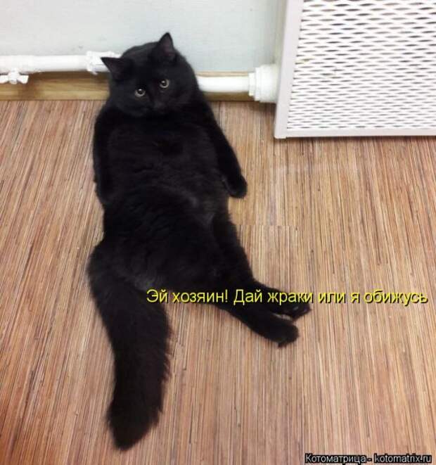 Лучшие котоматрицы недели (50 фото)