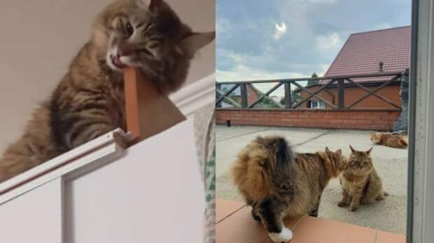 Кошка мужчины / Фото: КП-Новосибирск