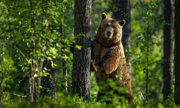 Не надо даже пытаться. |Фото: funart.pro.