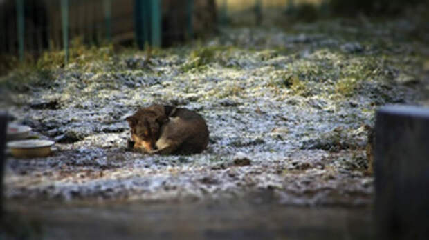 Бродячие собаки / Фото: Екатерина Смолихина / amic.ru