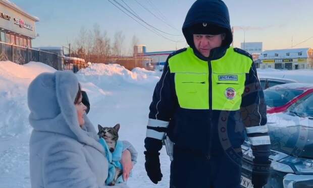 В Подмосковье инспекторы ДПС спасли кота, застрявшего под капотом автомобиля