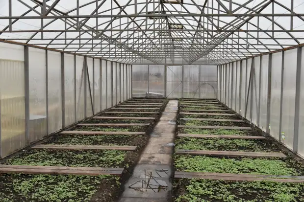 Союз труда и ответственности. Как в алтайском селе за шесть лет построили успешный агрокомплекс