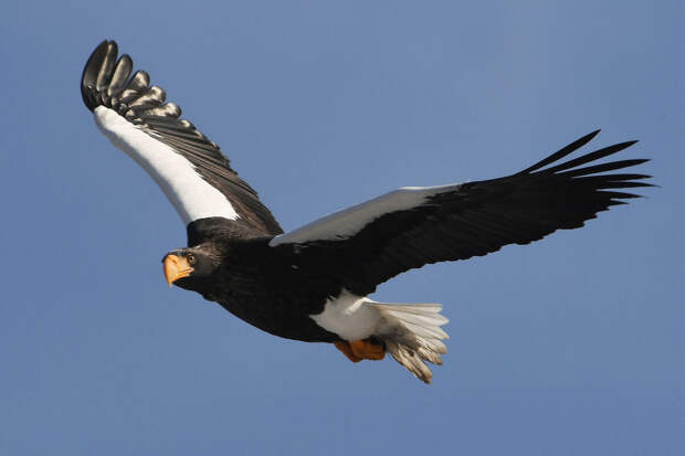 Проект "Роснефти" поможет актуализировать Красную книгу России