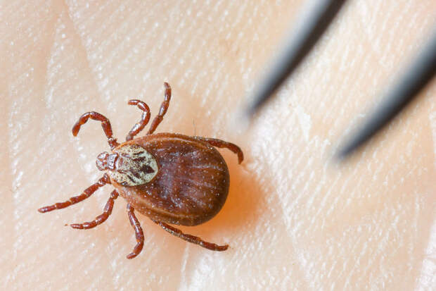 Биолог Сафонов: гигантские клещи-мутанты хиаломма развивают огромную скорость