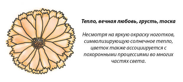 У каждого месяца есть цветок-покровитель. Какой он у вас?