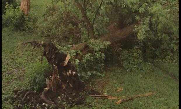 В Новомосковске Тульской области рухнуло дерево